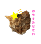 にゃいとめたるのあいさつスタンプ（個別スタンプ：2）