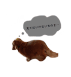 ダックスフンド。（個別スタンプ：1）