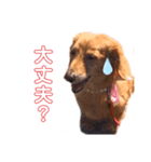 ダックスフンド。（個別スタンプ：2）