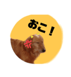 ダックスフンド。（個別スタンプ：3）