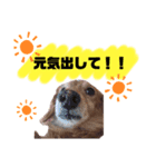 ダックスフンド。（個別スタンプ：8）