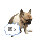 フレブルこむぎの日常（関西弁）（個別スタンプ：4）