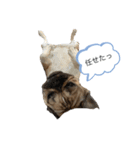 フレブルこむぎの日常（関西弁）（個別スタンプ：8）