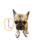 フレブルこむぎの日常（関西弁）（個別スタンプ：11）