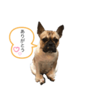 フレブルこむぎの日常（関西弁）（個別スタンプ：16）