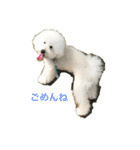 王子くんstamp（個別スタンプ：4）