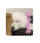 王子くんstamp（個別スタンプ：5）