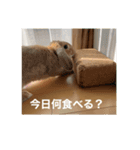 ちゃちゃスタ①（個別スタンプ：7）