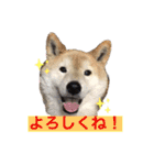 梅吉くん 壱ノ巻（個別スタンプ：1）