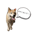 梅吉くん 壱ノ巻（個別スタンプ：3）