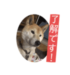 梅吉くん 壱ノ巻（個別スタンプ：12）