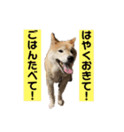 梅吉くん 壱ノ巻（個別スタンプ：24）