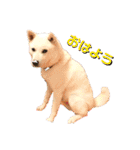 [激かわ] 癒し大集合（個別スタンプ：1）
