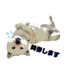 [激かわ] 癒し大集合（個別スタンプ：3）