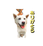 [激かわ] 癒し大集合（個別スタンプ：4）