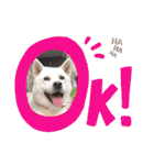 [激かわ] 癒し大集合（個別スタンプ：7）