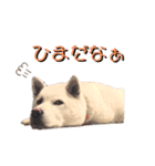 [激かわ] 癒し大集合（個別スタンプ：12）
