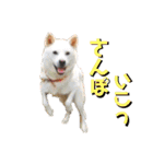 [激かわ] 癒し大集合（個別スタンプ：13）