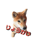 [激かわ] 癒し大集合（個別スタンプ：16）