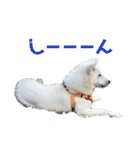 [激かわ] 癒し大集合（個別スタンプ：27）