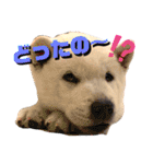 [激かわ] 癒し大集合（個別スタンプ：31）