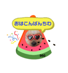 ヨーキーくろまるの使えるスタンプ（個別スタンプ：1）