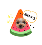 ヨーキーくろまるの使えるスタンプ（個別スタンプ：2）