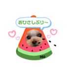 ヨーキーくろまるの使えるスタンプ（個別スタンプ：4）