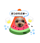 ヨーキーくろまるの使えるスタンプ（個別スタンプ：5）