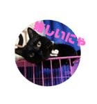 黒猫姉妹ローズ＆サクラの日常挨拶（個別スタンプ：3）