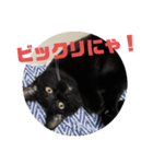 黒猫姉妹ローズ＆サクラの日常挨拶（個別スタンプ：5）