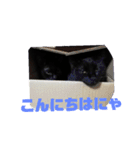 黒猫姉妹ローズ＆サクラの日常挨拶（個別スタンプ：6）