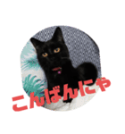 黒猫姉妹ローズ＆サクラの日常挨拶（個別スタンプ：7）