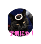 黒猫姉妹ローズ＆サクラの日常挨拶（個別スタンプ：9）