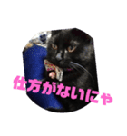 黒猫姉妹ローズ＆サクラの日常挨拶（個別スタンプ：11）