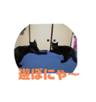 黒猫姉妹ローズ＆サクラの日常挨拶（個別スタンプ：13）