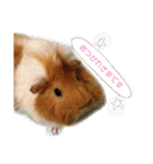 モルモットのおもちです。（個別スタンプ：2）
