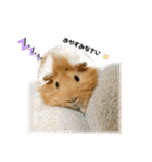 モルモットのおもちです。（個別スタンプ：4）