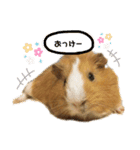 モルモットのおもちです。（個別スタンプ：5）