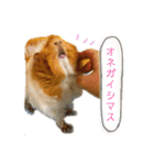 モルモットのおもちです。（個別スタンプ：8）