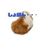 モルモットのおもちです。（個別スタンプ：10）