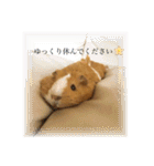 モルモットのおもちです。（個別スタンプ：18）
