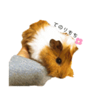 モルモットのおもちです。（個別スタンプ：37）