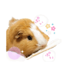 モルモットのおもちです。（個別スタンプ：39）