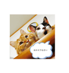 ラブリーわんにゃん（個別スタンプ：4）