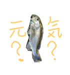 バス釣り楽しい（個別スタンプ：3）