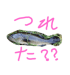 バス釣り楽しい（個別スタンプ：8）