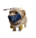 愛犬はる＆なっつ（個別スタンプ：3）