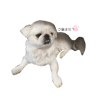 愛犬はる＆なっつ（個別スタンプ：4）
