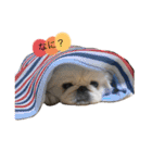 愛犬はる＆なっつ（個別スタンプ：6）